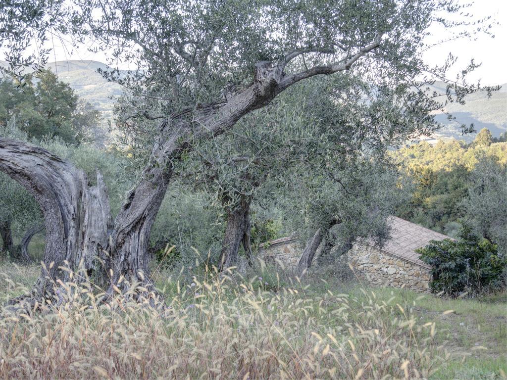 Alojamento de Turismo Rural Fattoria La Prugnola Montescudaio