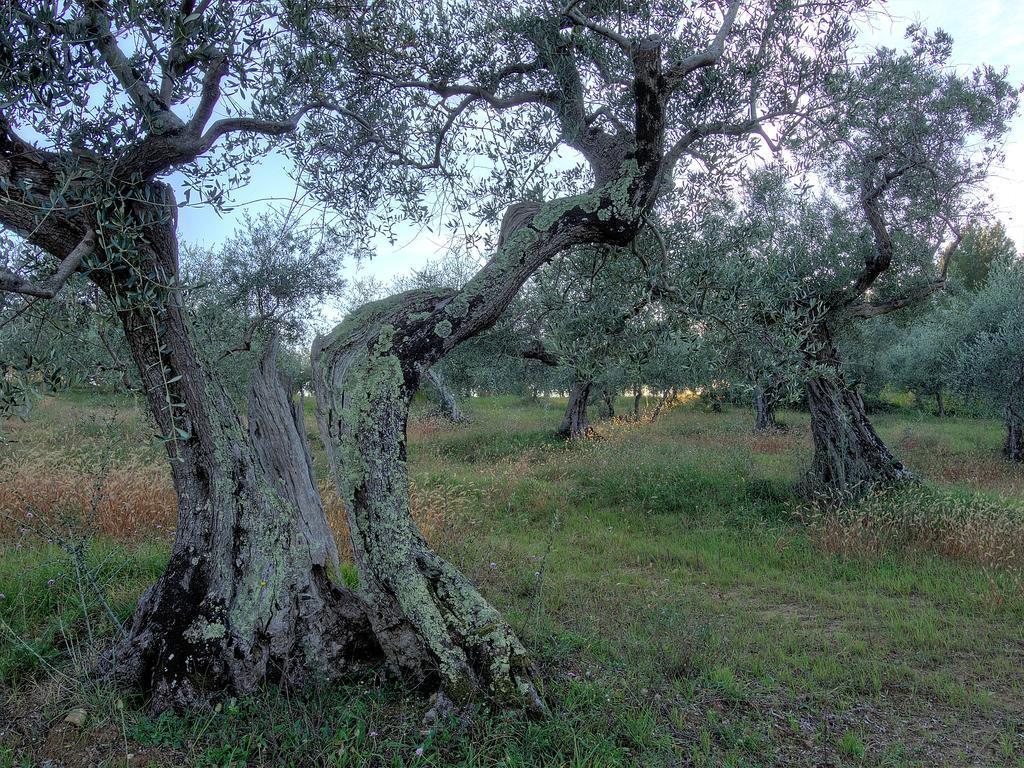 Fattoria La Prugnola Montescudaio